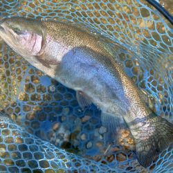 大物連発！ ～高島の泉～